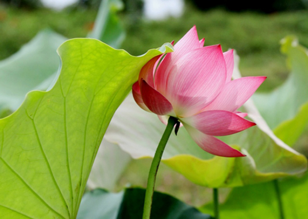 Lời chúc ý nghĩa dành tặng cha dịp lễ Vu lan