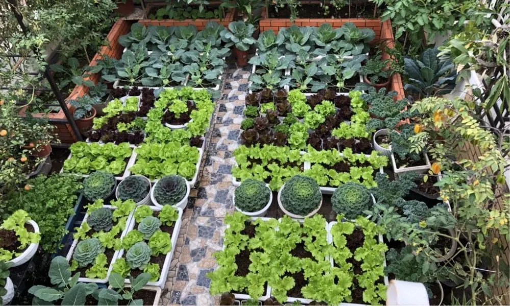 Tự trồng rau sạch tại nhà là cách người Việt chăm sóc sức khỏe và bảo vệ môi trường